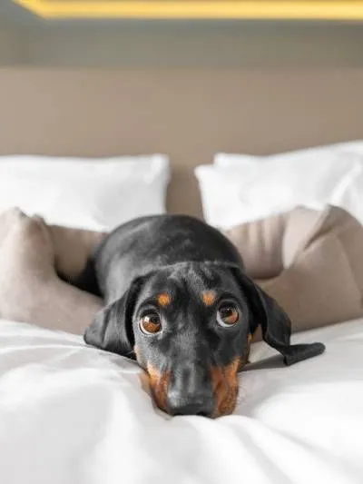 Pet Friendly